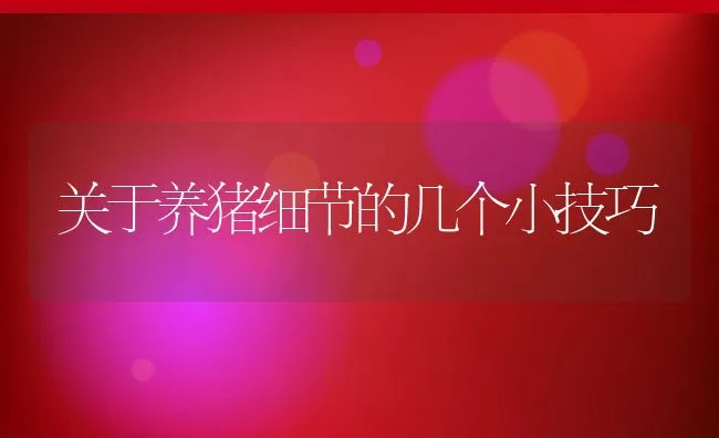 关于养猪细节的几个小技巧 | 动物养殖饲料