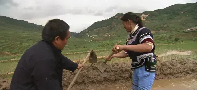 哈尼梯田养泥鳅 稻鳅共作效益好