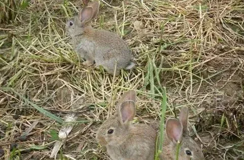 种公野兔的饲养管理方法