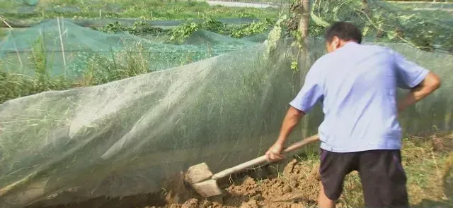 哈尼梯田养泥鳅 稻鳅共作效益好