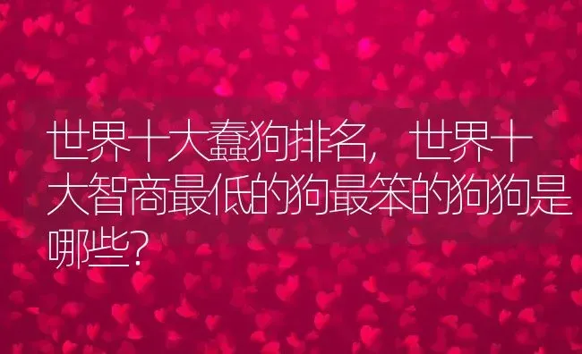 世界十大蠢狗排名,世界十大智商最低的狗最笨的狗狗是哪些？ | 宠物百科知识