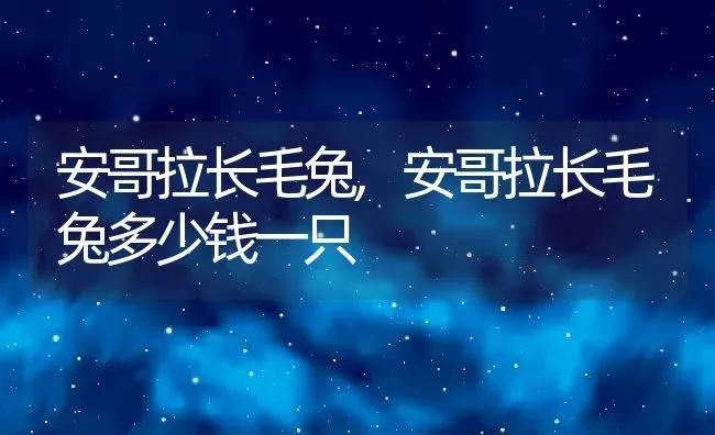 安哥拉长毛兔,安哥拉长毛兔多少钱一只 | 宠物百科知识