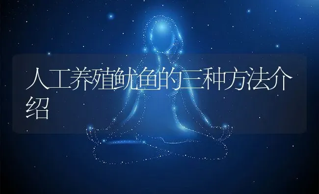 人工养殖鱿鱼的三种方法介绍 | 动物养殖百科