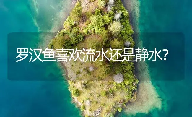 罗汉鱼喜欢流水还是静水？ | 鱼类宠物饲养