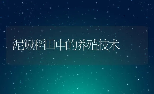 泥鳅稻田中的养殖技术 | 水产养殖知识