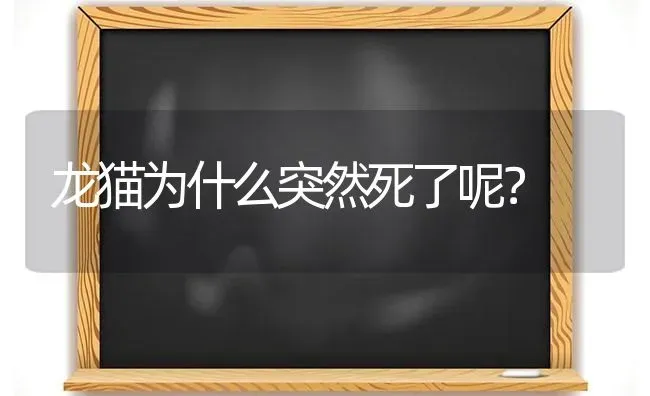 龙猫为什么突然死了呢？ | 动物养殖问答