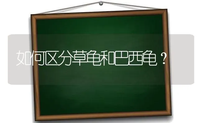 如何区分草龟和巴西龟？ | 动物养殖问答