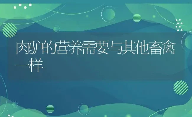 肉驴的营养需要与其他畜禽一样 | 动物养殖教程