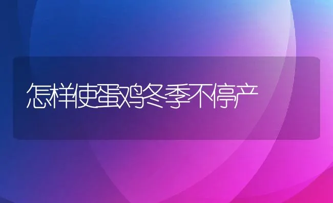 怎样使蛋鸡冬季不停产 | 动物养殖饲料