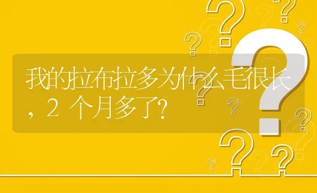 我的拉布拉多为什么毛很长，2个月多了？ | 动物养殖问答