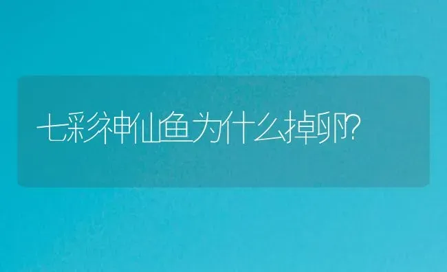 七彩神仙鱼为什么掉卵？ | 鱼类宠物饲养