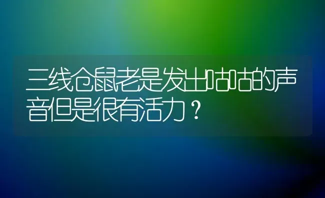 三线仓鼠老是发出咕咕的声音但是很有活力？ | 动物养殖问答