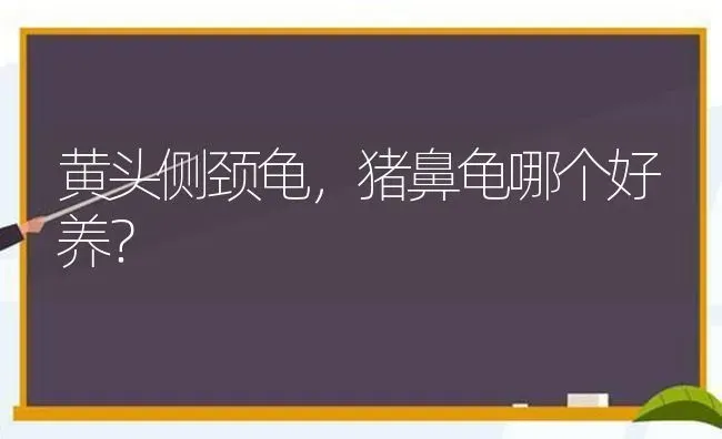 黄头侧颈龟，猪鼻龟哪个好养？ | 动物养殖问答