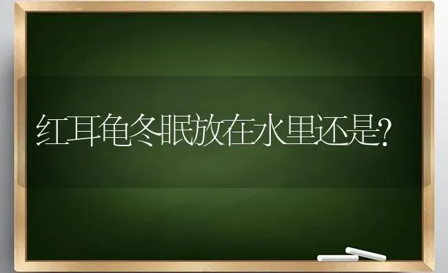 红耳龟冬眠放在水里还是？ | 动物养殖问答