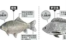 鲫鱼跟罗非鱼的区别