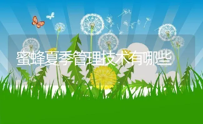 蜜蜂夏季管理技术有哪些 | 动物养殖百科