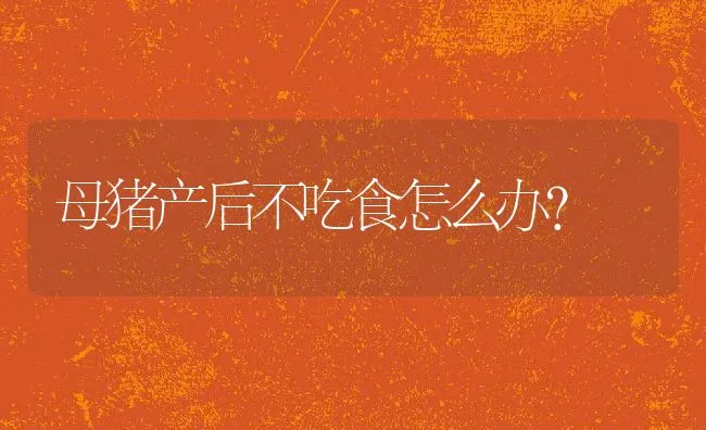 母猪产后不吃食怎么办？ | 动物养殖学堂