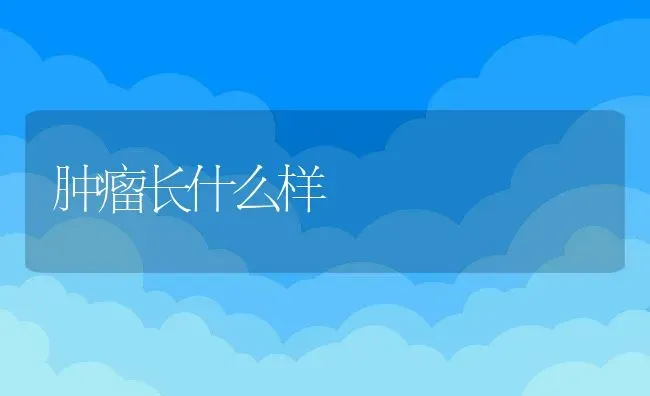 阿莫西林治什么,阿莫西林治什么症状 | 宠物百科知识