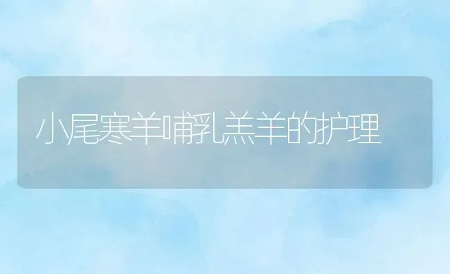 小尾寒羊哺乳羔羊的护理 | 家畜养殖技术