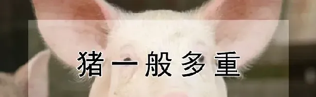 猪一般多重