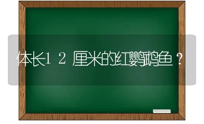 体长12厘米的红鹦鹉鱼？ | 动物养殖问答