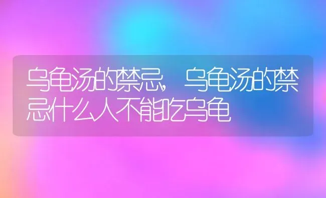 乌龟汤的禁忌,乌龟汤的禁忌什么人不能吃乌龟 | 宠物百科知识