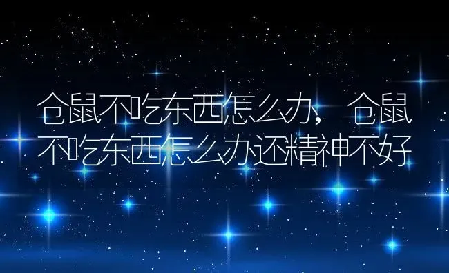 仓鼠不吃东西怎么办,仓鼠不吃东西怎么办还精神不好 | 宠物百科知识