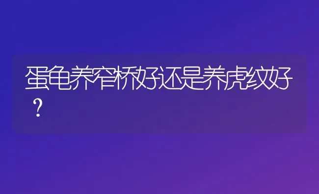 蛋龟养窄桥好还是养虎纹好？ | 动物养殖问答