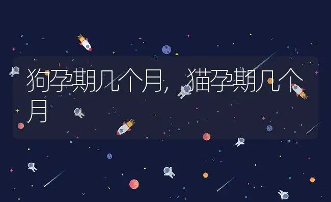 狗孕期几个月,猫孕期几个月 | 宠物百科知识