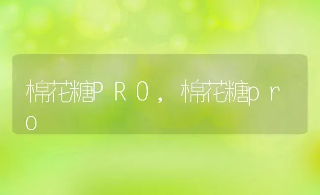 棉花糖PRO,棉花糖pro | 宠物百科知识