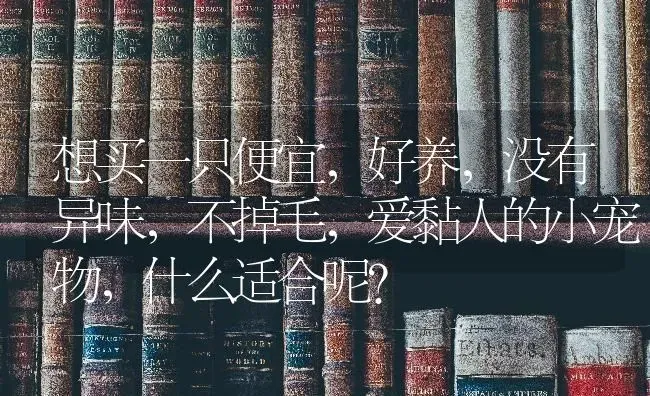 想买一只便宜，好养，没有异味，不掉毛，爱黏人的小宠物，什么适合呢？ | 动物养殖问答