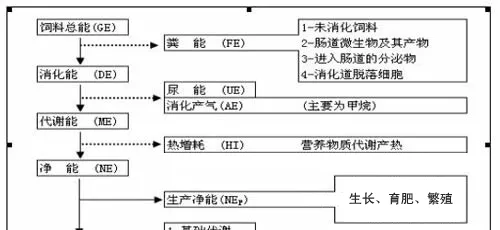 减缓猪生长速度的第二杀手：维持消耗