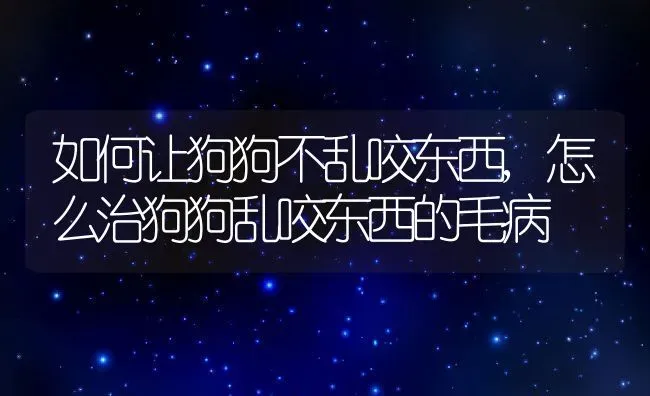 如何让狗狗不乱咬东西,怎么治狗狗乱咬东西的毛病 | 宠物百科知识