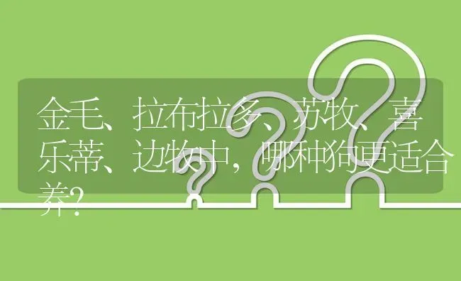 金毛、拉布拉多、苏牧、喜乐蒂、边牧中，哪种狗更适合养？ | 动物养殖问答