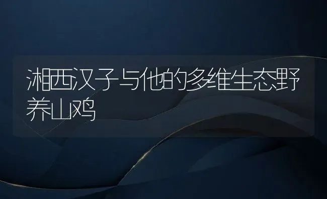 湘西汉子与他的多维生态野养山鸡 | 动物养殖教程