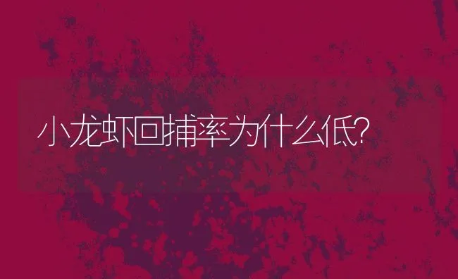 小龙虾回捕率为什么低？ | 动物养殖饲料