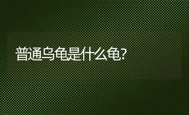 普通乌龟是什么龟？ | 动物养殖问答