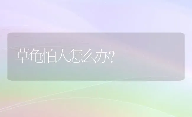 草龟怕人怎么办？ | 动物养殖问答