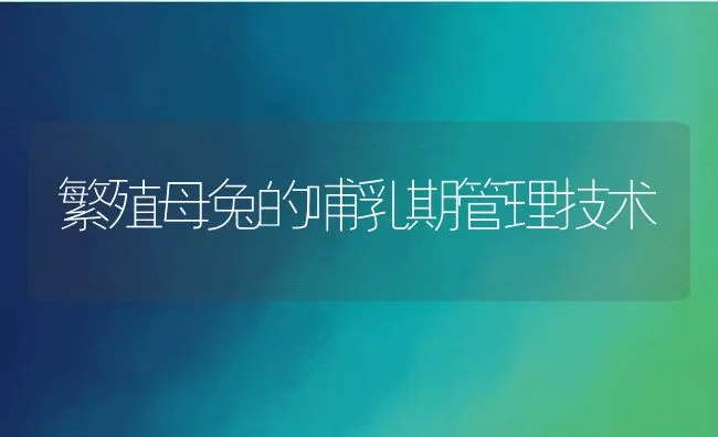 繁殖母兔的哺乳期管理技术 | 动物养殖学堂