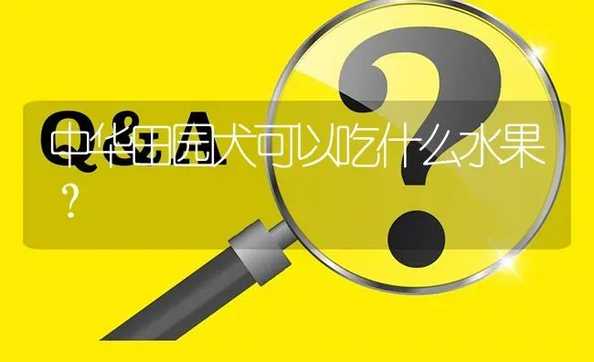 中华田园犬可以吃什么水果？ | 动物养殖问答