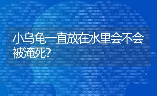 小乌龟一直放在水里会不会被淹死？ | 动物养殖问答