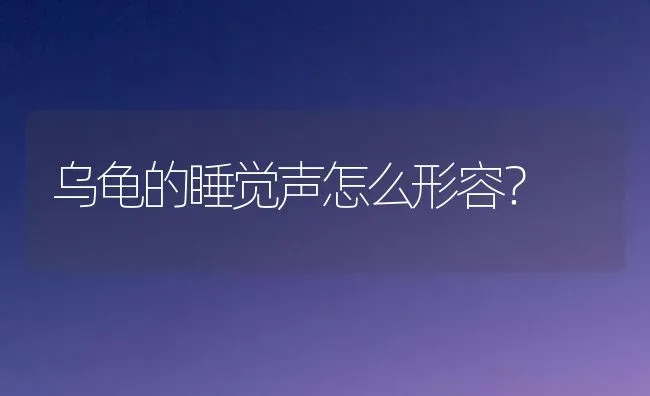 乌龟的睡觉声怎么形容？ | 动物养殖问答