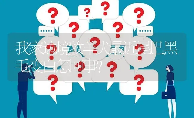 一岁3个月拉布拉多相当于多大小孩的智商？ | 动物养殖问答