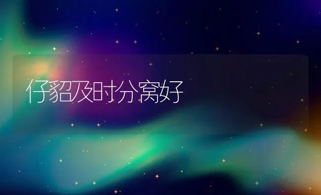 仔貂及时分窝好 | 水产养殖知识