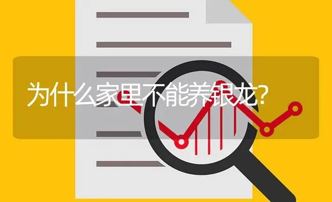 为什么家里不能养银龙？ | 鱼类宠物饲养