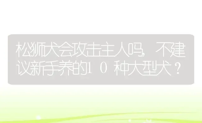 松狮犬会攻击主人吗,不建议新手养的10种大型犬？ | 宠物百科知识