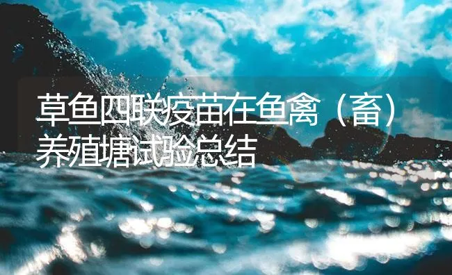 草鱼四联疫苗在鱼禽（畜）养殖塘试验总结 | 海水养殖技术