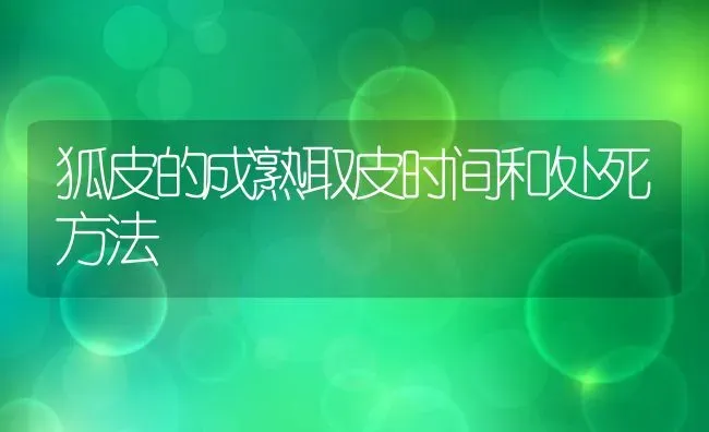 狐皮的成熟取皮时间和处死方法 | 动物养殖教程