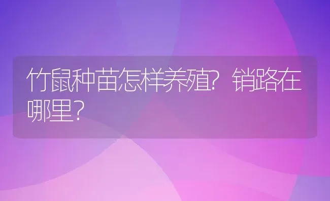 竹鼠种苗怎样养殖?销路在哪里？ | 动物养殖百科