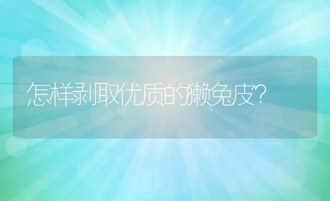 怎样剥取优质的獭兔皮？ | 动物养殖学堂